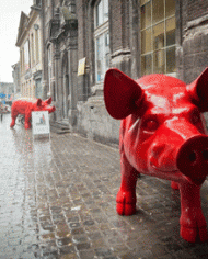 red-pigs-on-street